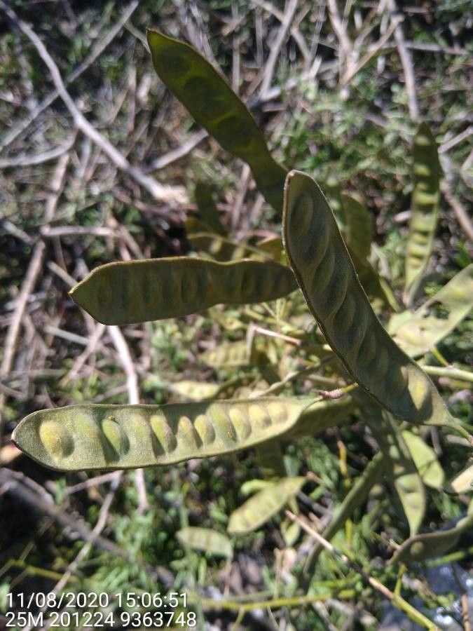 Senegalia grandisiliqua — houseplant care guide