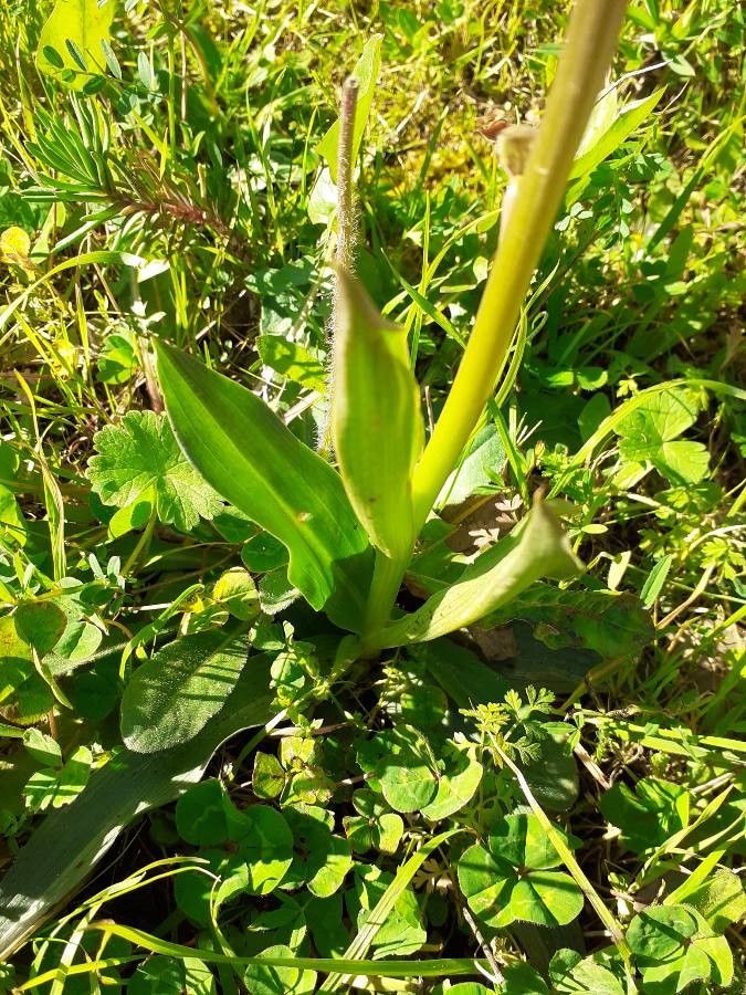 Neotinea conica — related species from the same genus