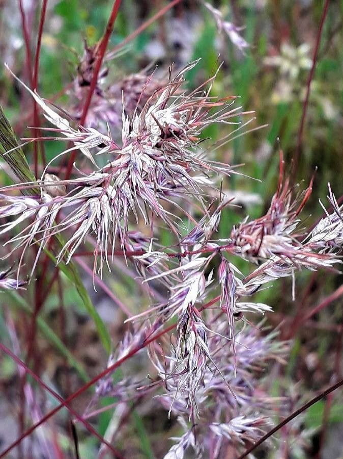 Poa bulbosa flower