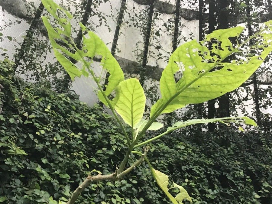 Brugmansia arborea leaf