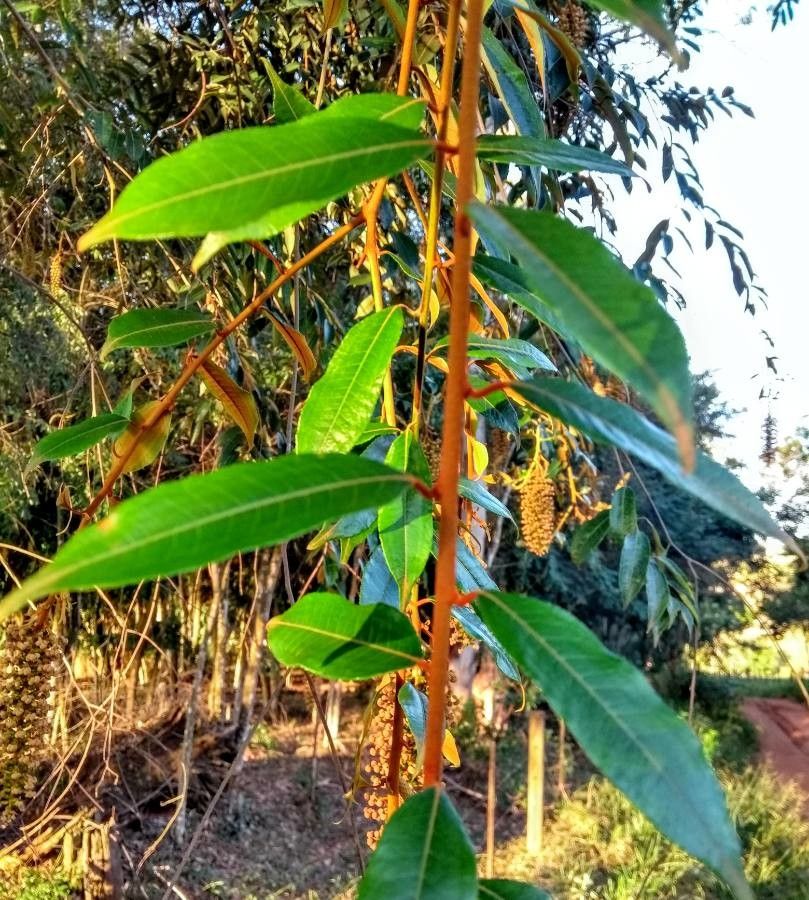 Mabea fistulifera — houseplant care guide