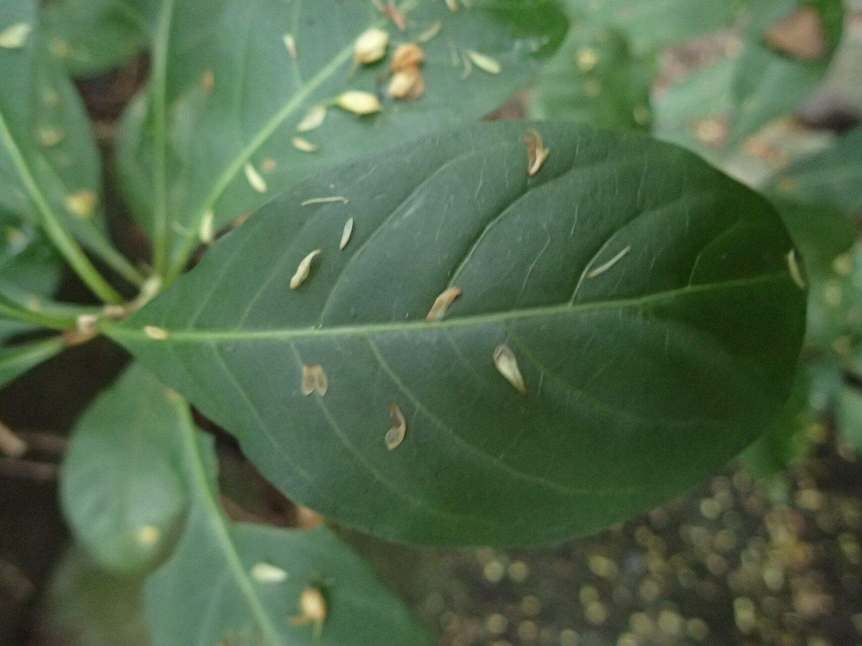 Psychotria microdon — search result for 'Psychotria'