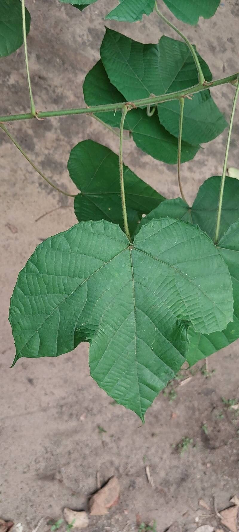 Macaranga saccifera leaf