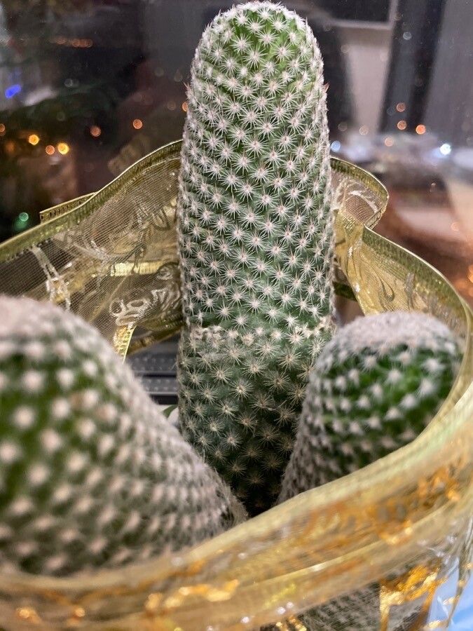 Echinocereus pectinatus — search result for 'Cactaceae'