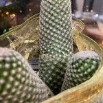 Echinocereus pectinatus