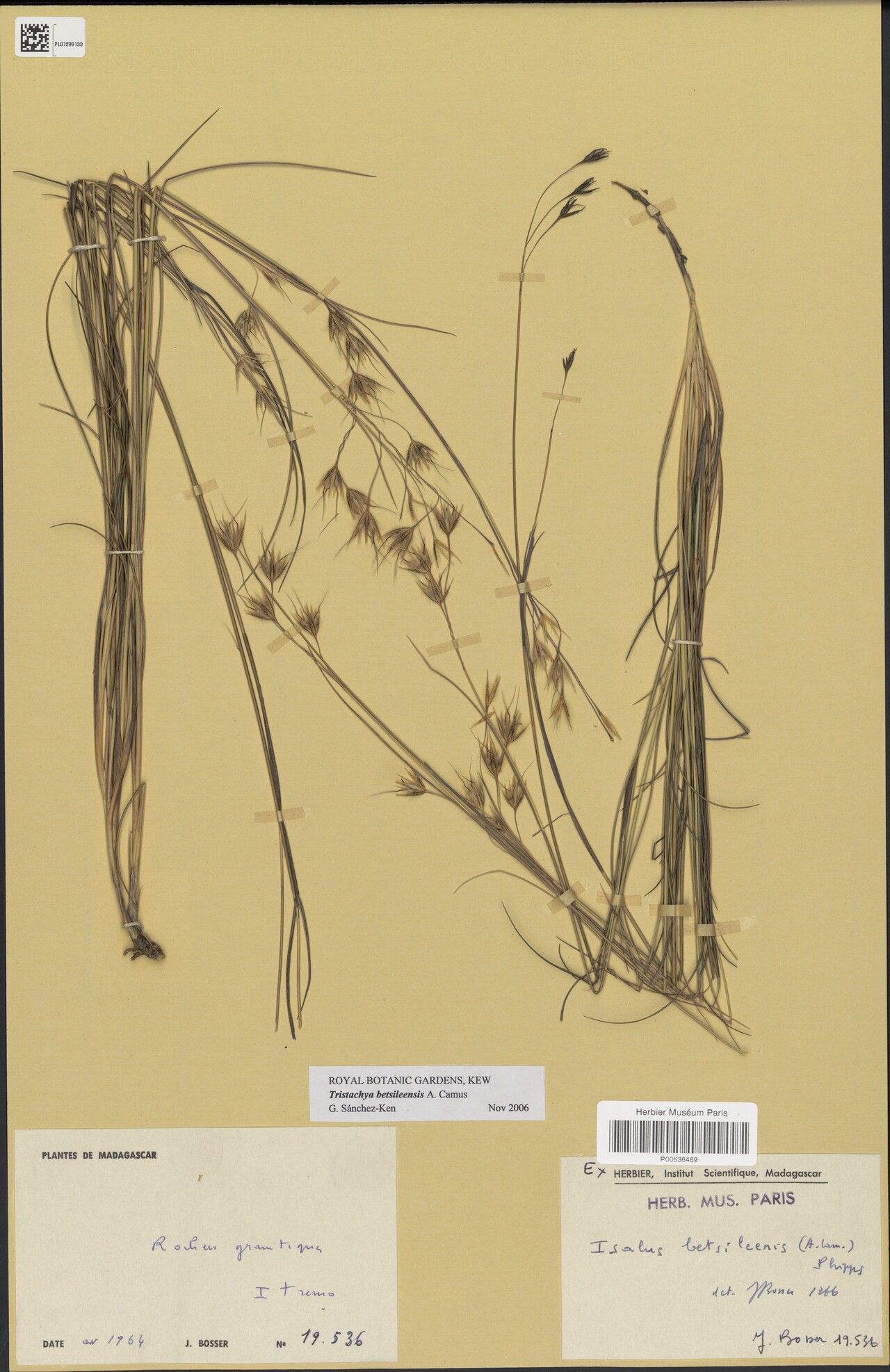 Tristachya betsileensis — related species from the same genus