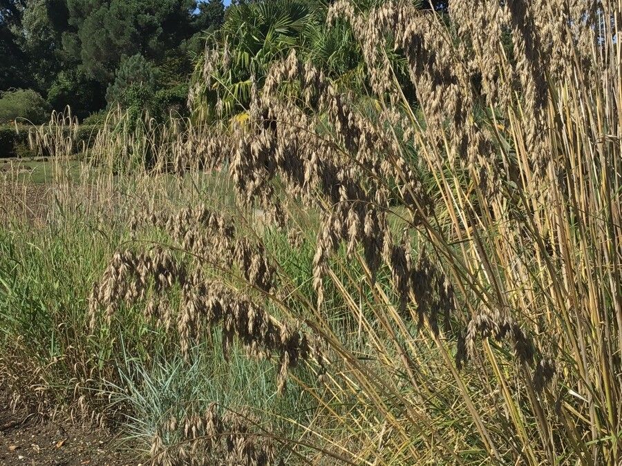 Ampelodesmos mauritanicus — search result for 'Mauritania'