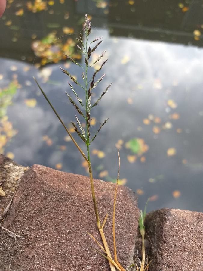 Eragrostis pilosa flower