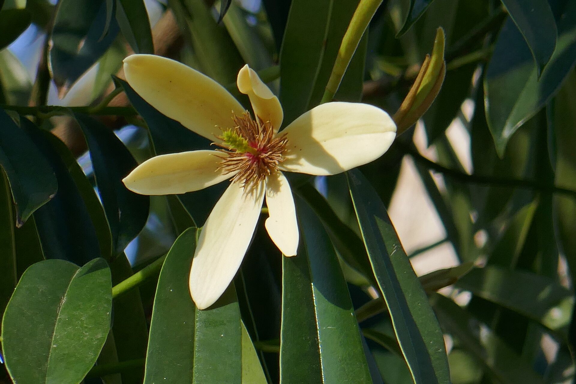 Magnolia martini — houseplant care guide