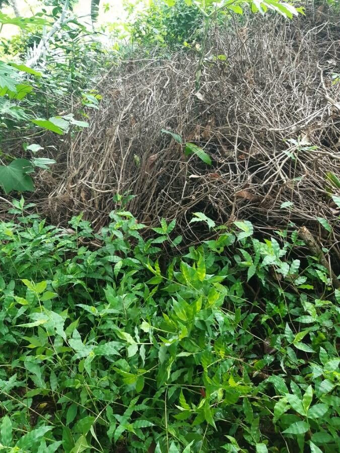 Oplismenus undulatifolius habit