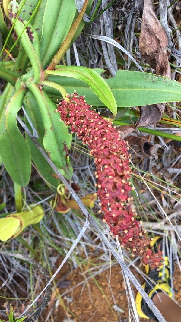 Nepenthes vieillardii flower