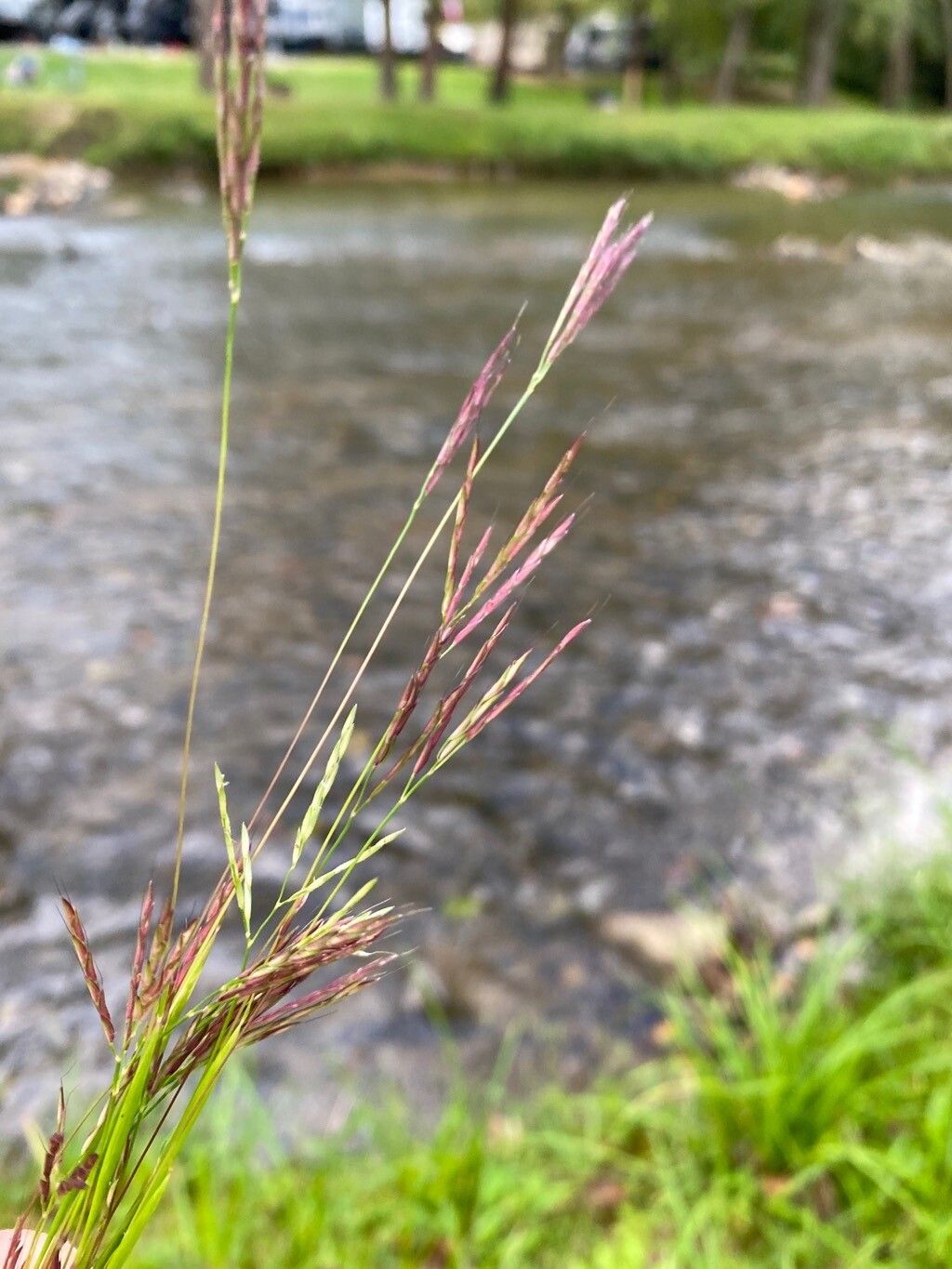 Arthraxon hispidus flower