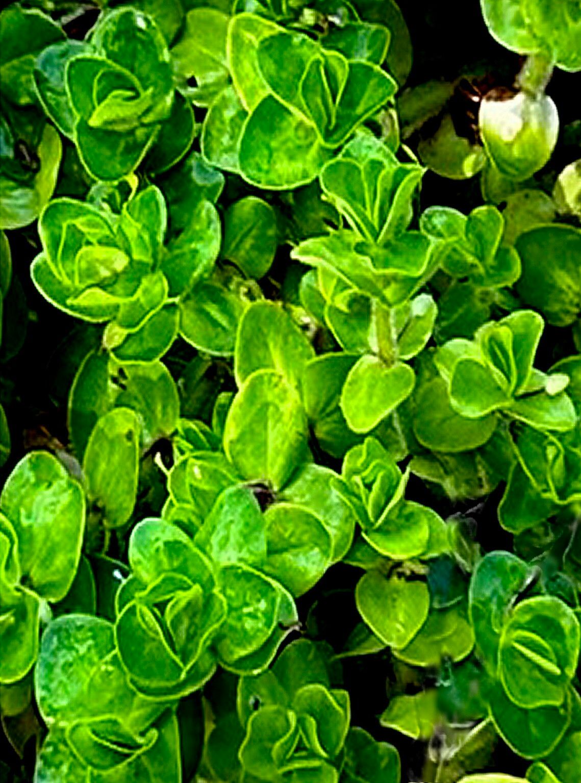 Bacopa lanigera — houseplant care guide