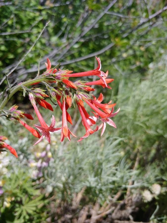Ipomopsis tenuituba flower