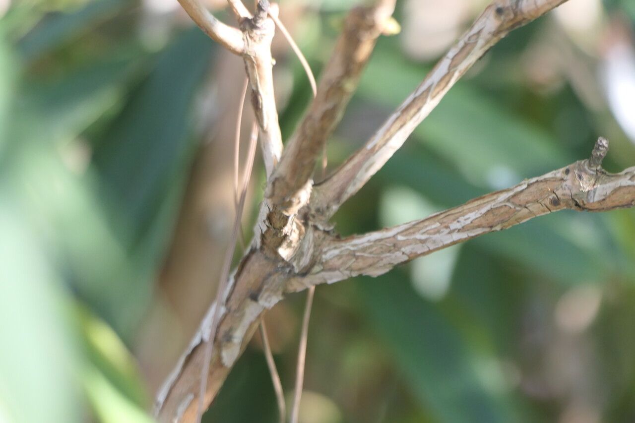 Rhododendron morii bark