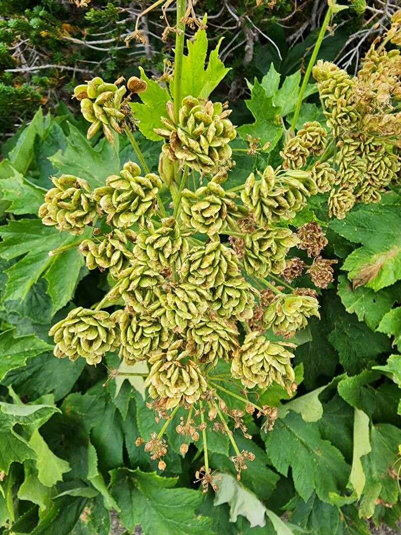 Heracleum maximum fruit