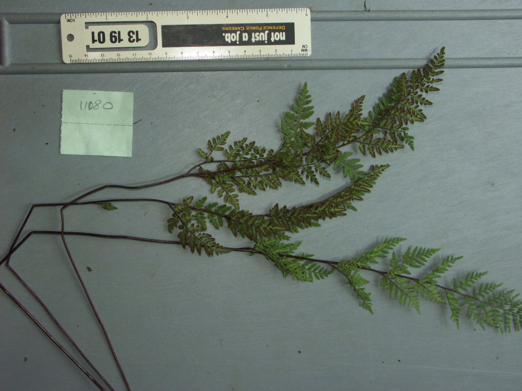 Cheilanthes tenuifolia — search result for 'Cheilanthes'