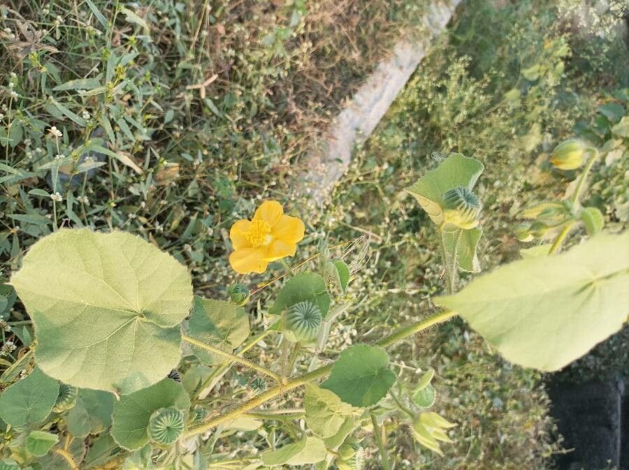 Abutilon hirtum leaf