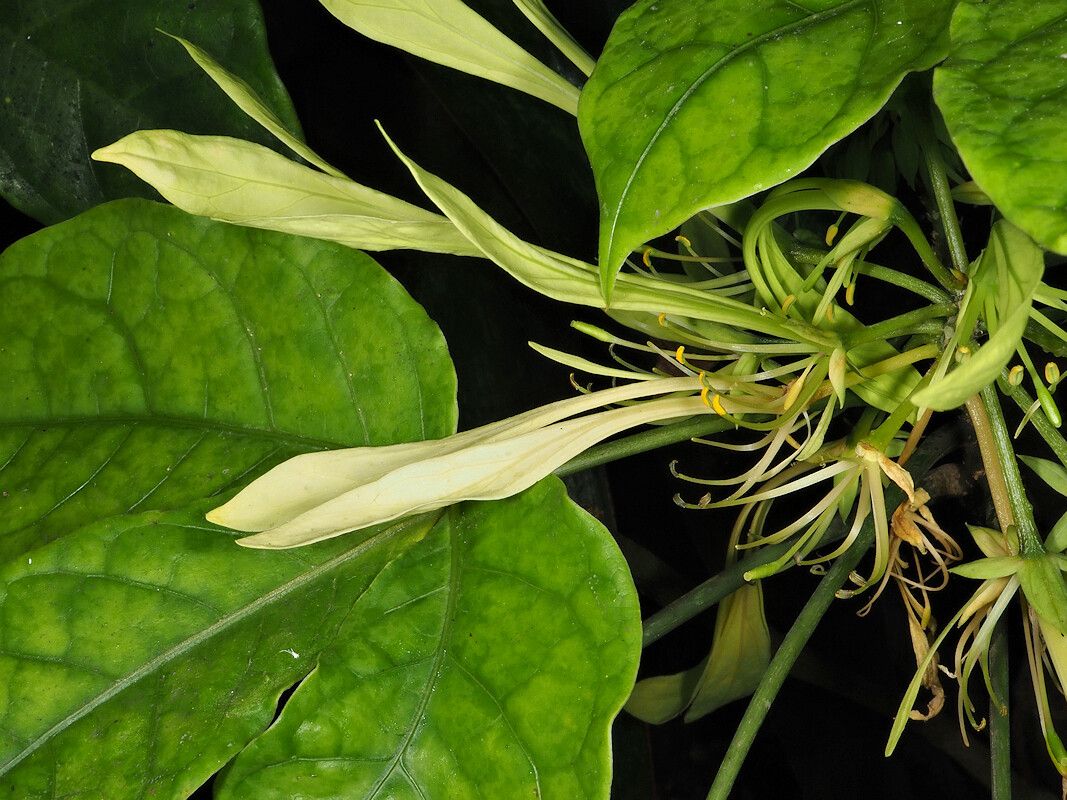 Crateva eminens flower