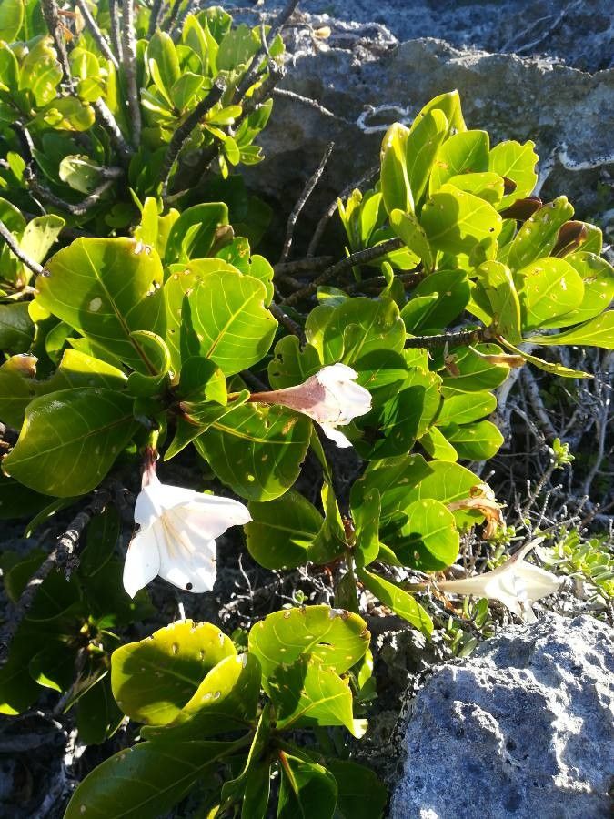 Bikkia tetrandra — houseplant care guide