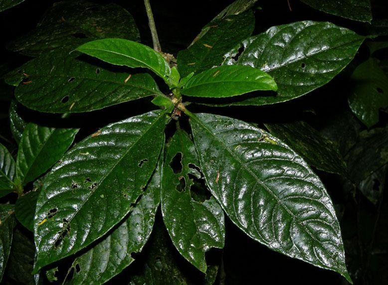 Ruellia palustris — search result for 'Ruellia'