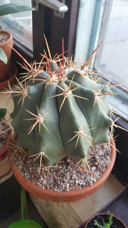 Ferocactus alamosanus leaf
