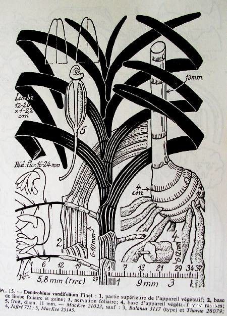 Dendrobium vandifolium other
