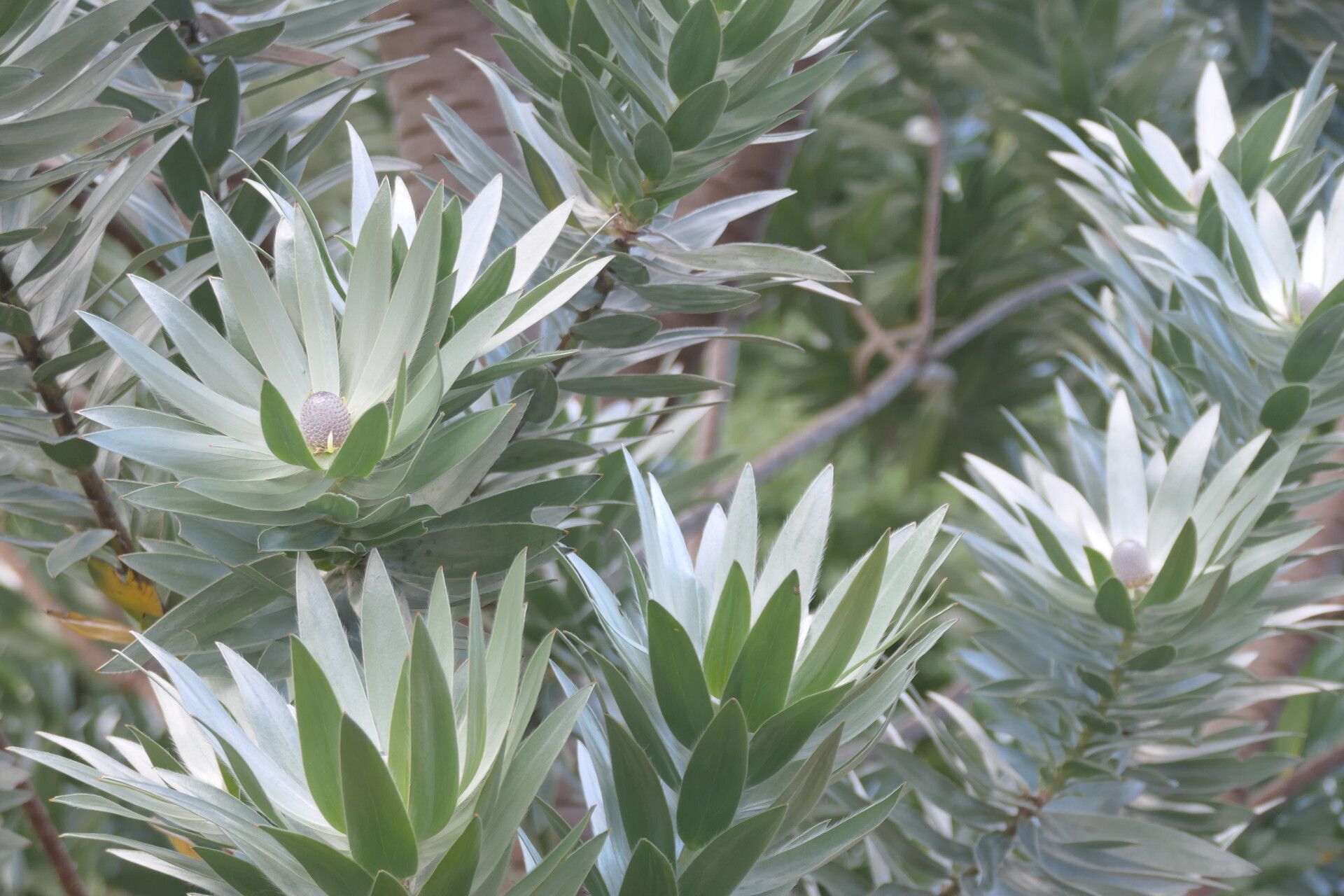 Leucadendron argenteum leaf