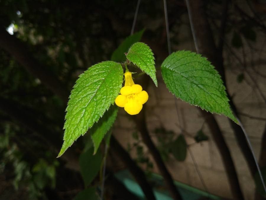 Achimenes flava — related species from the same genus