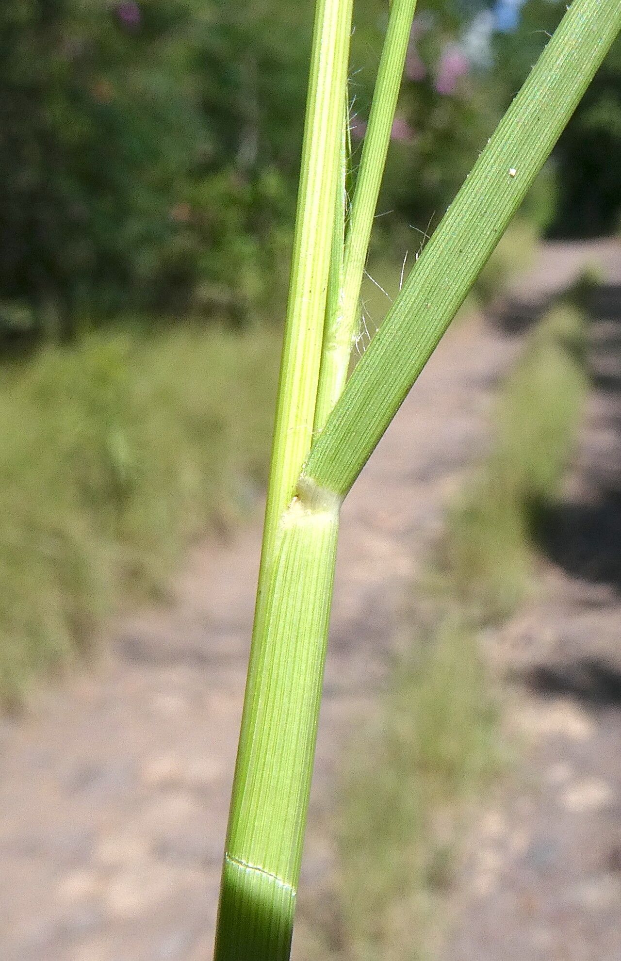 Bouteloua americana leaf