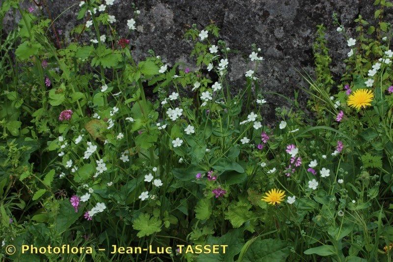 Iberodes commutata habit