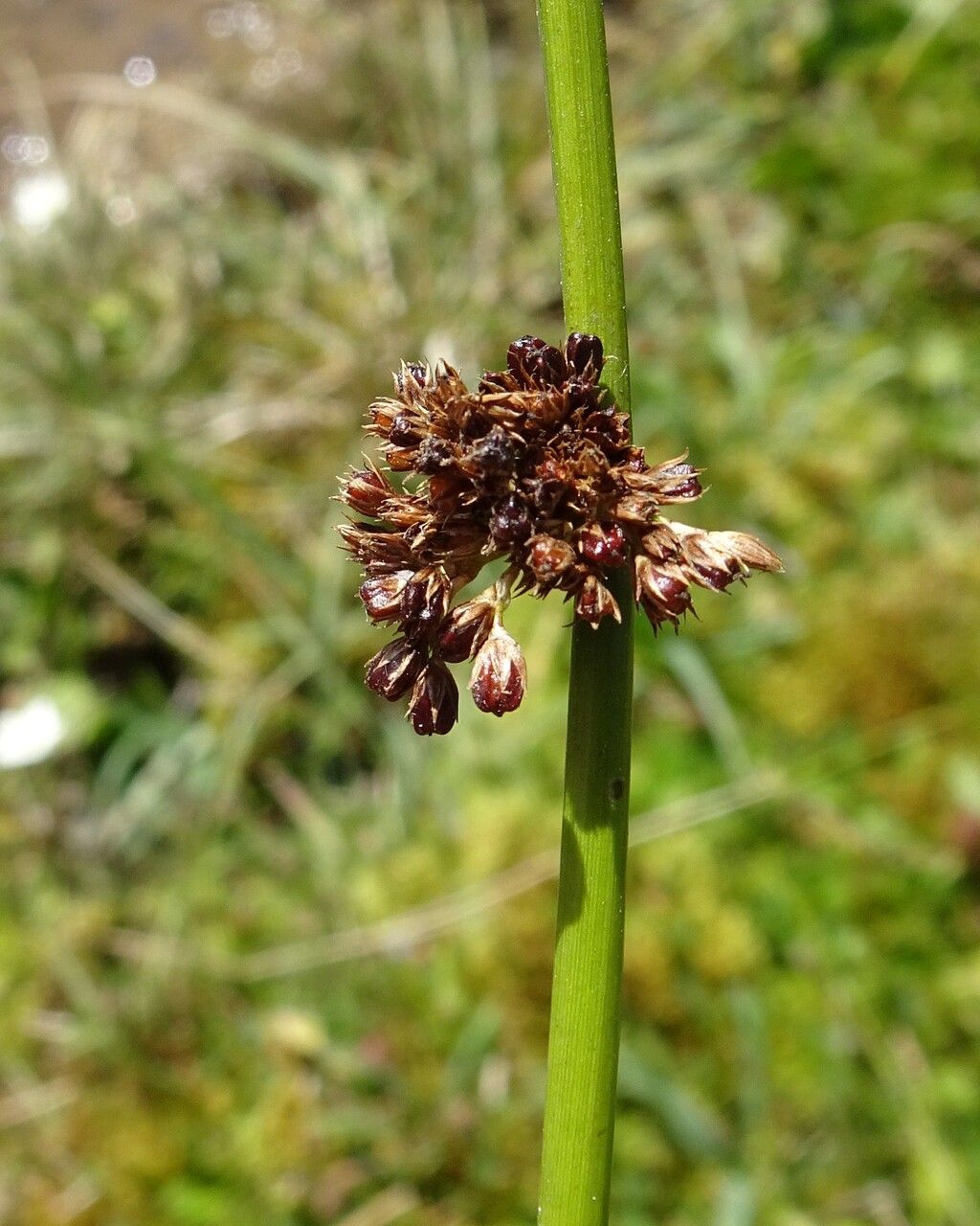 Juncus conglomeratus flower