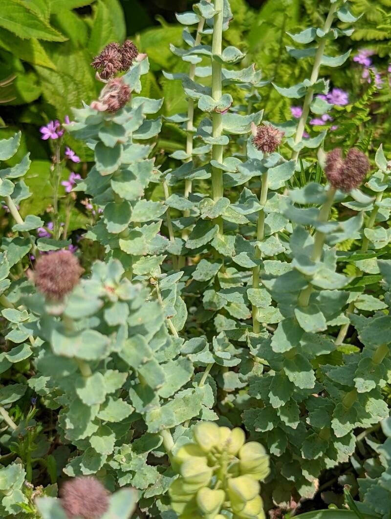 Rhodiola heterodonta leaf