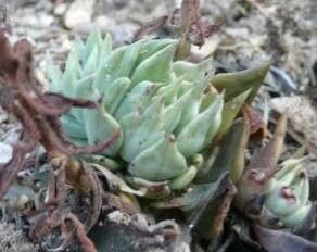 Echeveria heterosepala — houseplant care guide