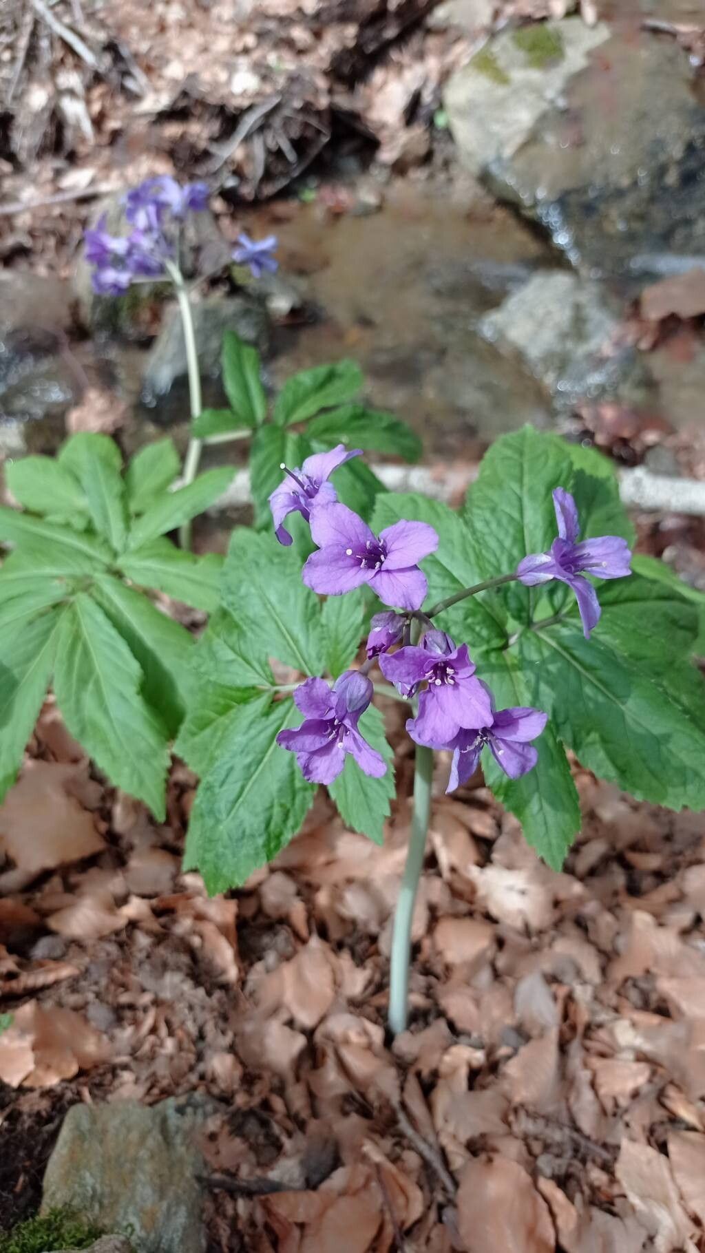 Cardamine battagliae — search result for 'Cardamine'