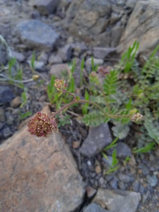 Sanguisorba verrucosa flower