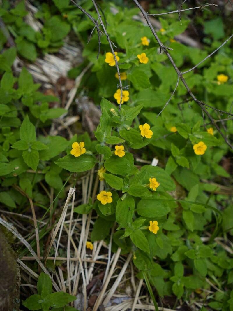 Erythranthe moschata habit