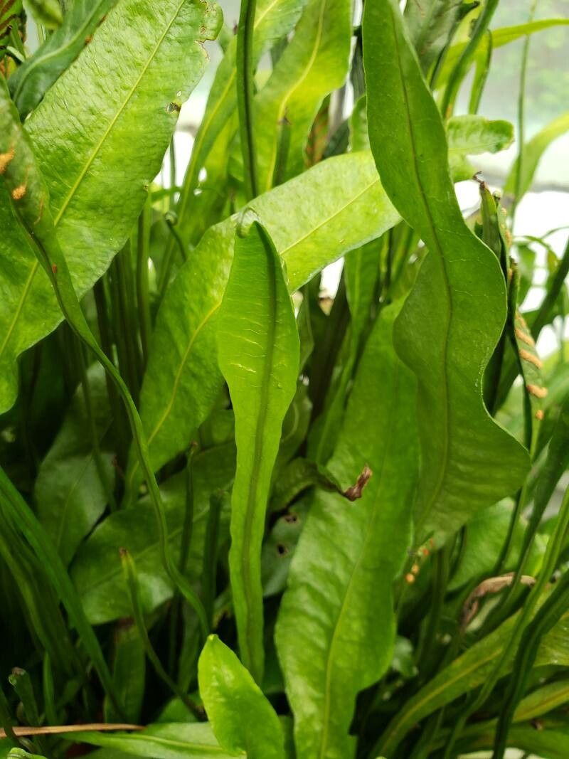 Leptochilus macrophyllus — related species from the same genus