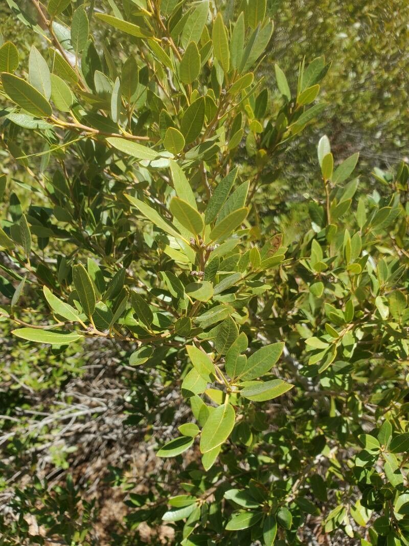 Quercus vacciniifolia leaf