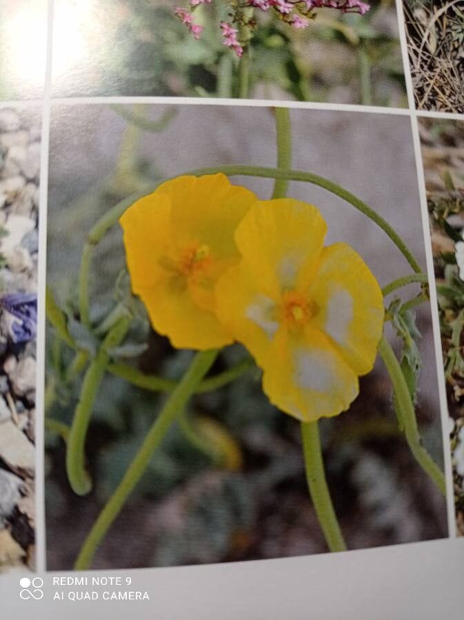 Eschscholzia hypecoides