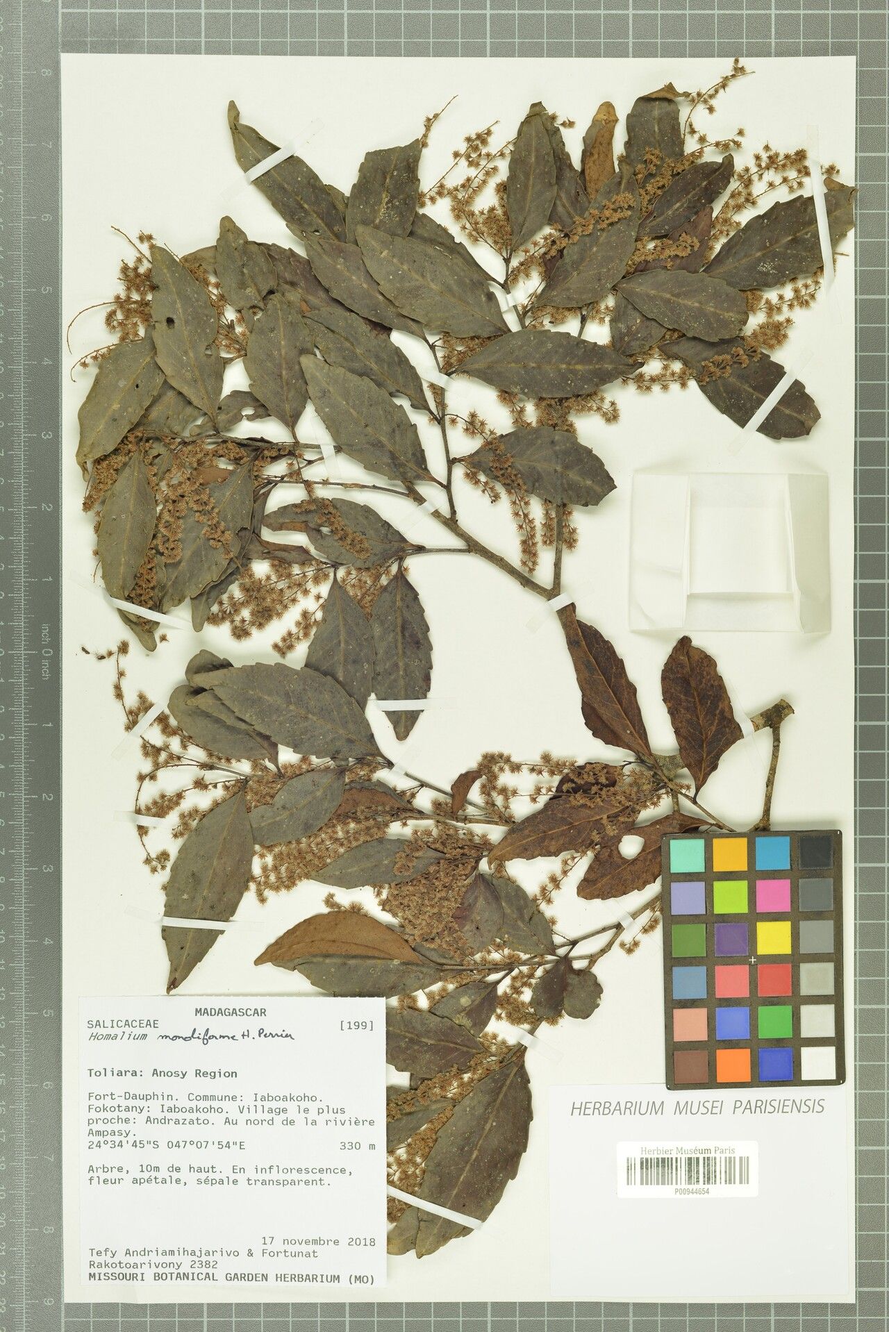 Homalium moniliforme — houseplant care guide