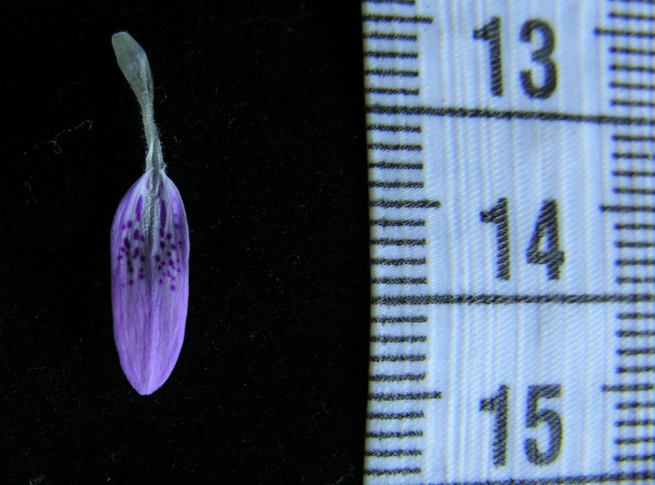 Dicliptera bupleuroides other