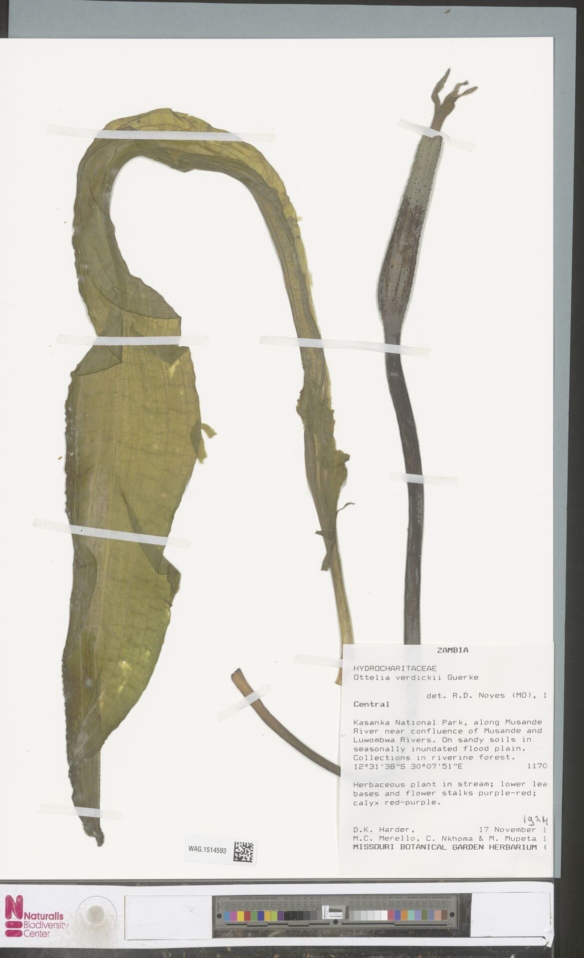 Ottelia verdickii — search result for 'Ottelia'