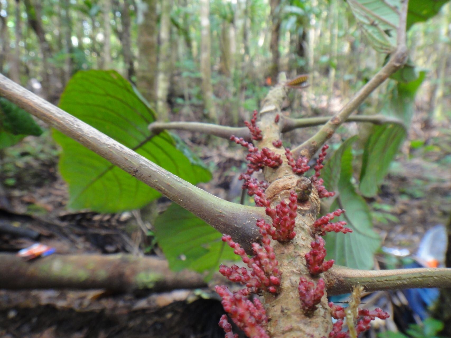 Bocquillonia phenacostigma flower