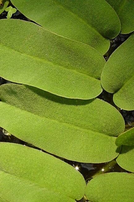 Salvia oblongifolia leaf
