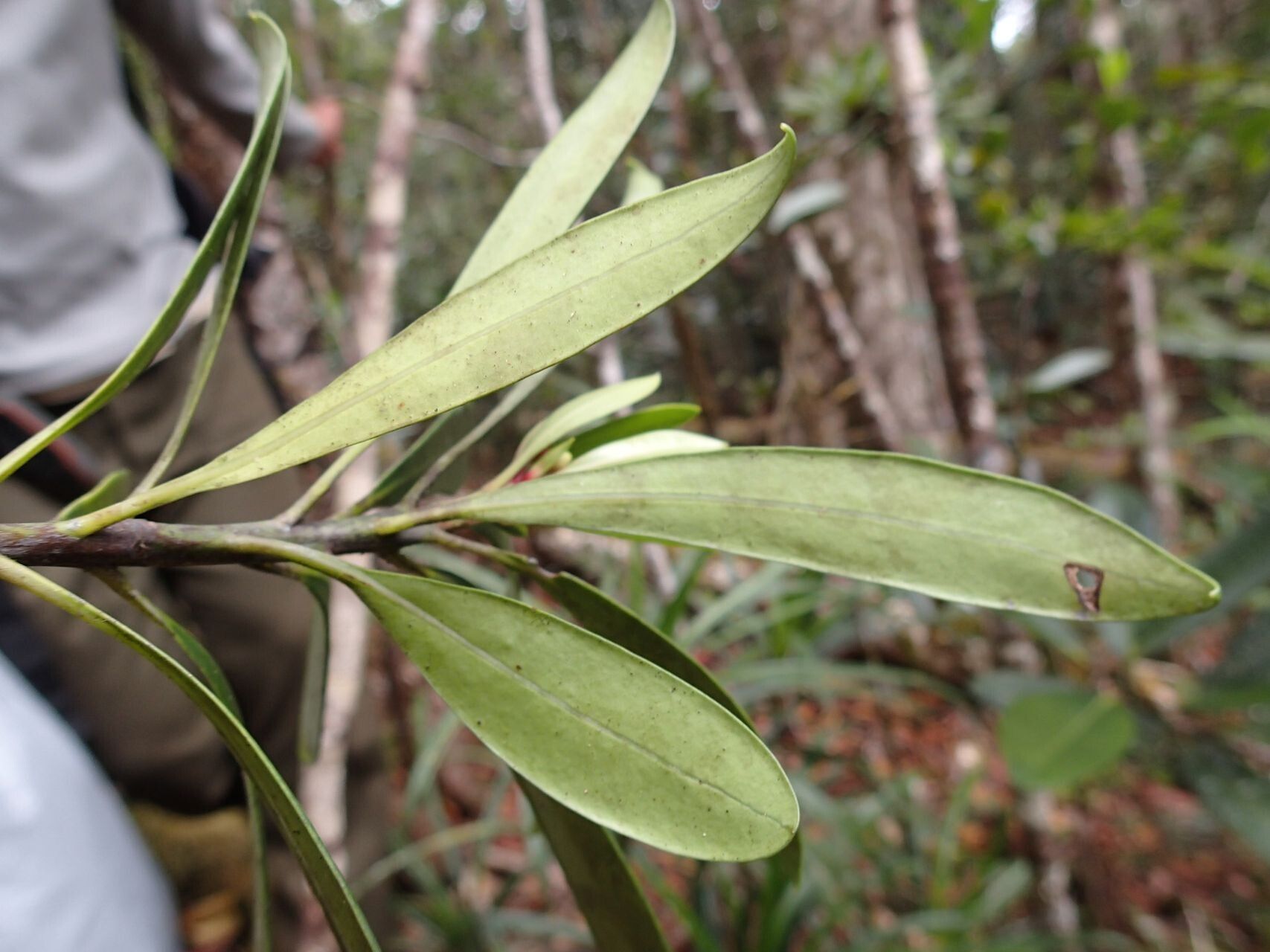 Baloghia buchholzii leaf