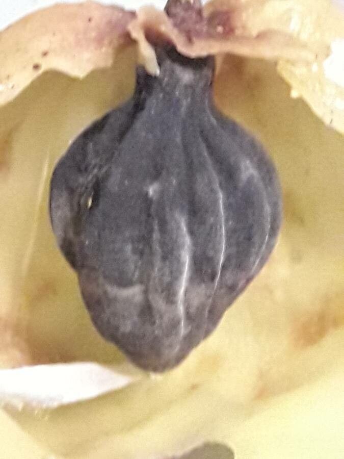 Hernandia sonora fruit