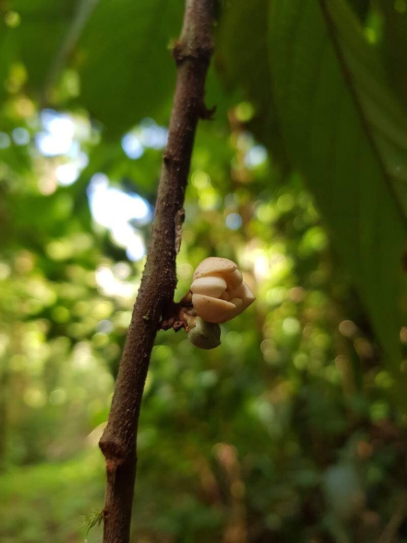 Unonopsis theobromifolia flower