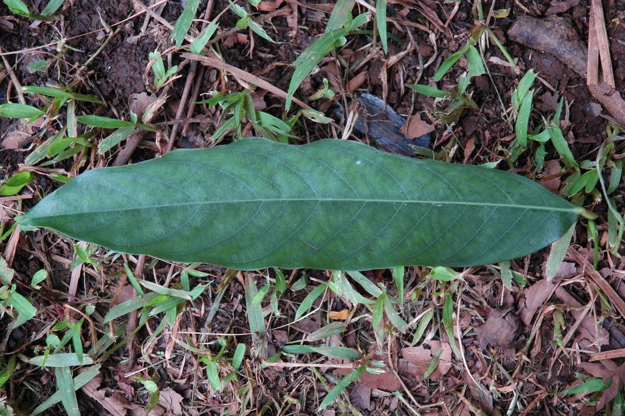 Amherstia nobilis — search result for 'Bauhinia'