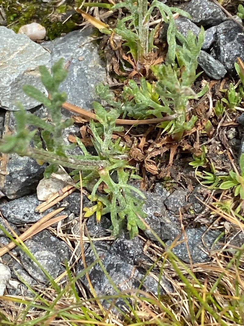 Anthemis cretica leaf